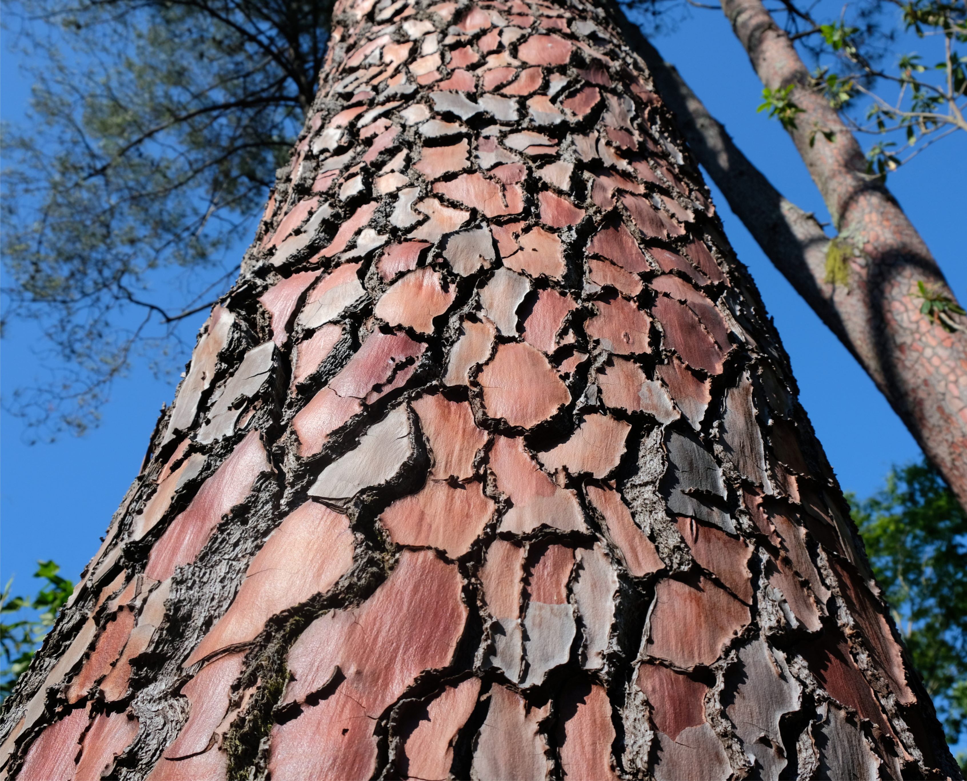 Conheça os benefícios do Extrato de Pinus Pinaster